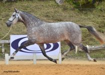 COTILLA IV, DE RANCHO EL CID CAMPEADOR, BRONCE Y MM EN YEGUAS DE 5 Y 6 AÐOS